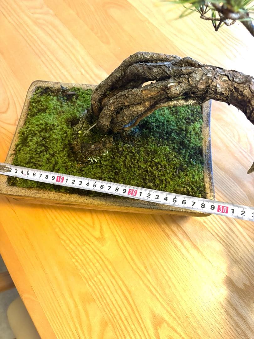 ニコル 黒松盆栽！フォロワー様170人記念！値下げ❗️鉢が珍しい陶器です❗️