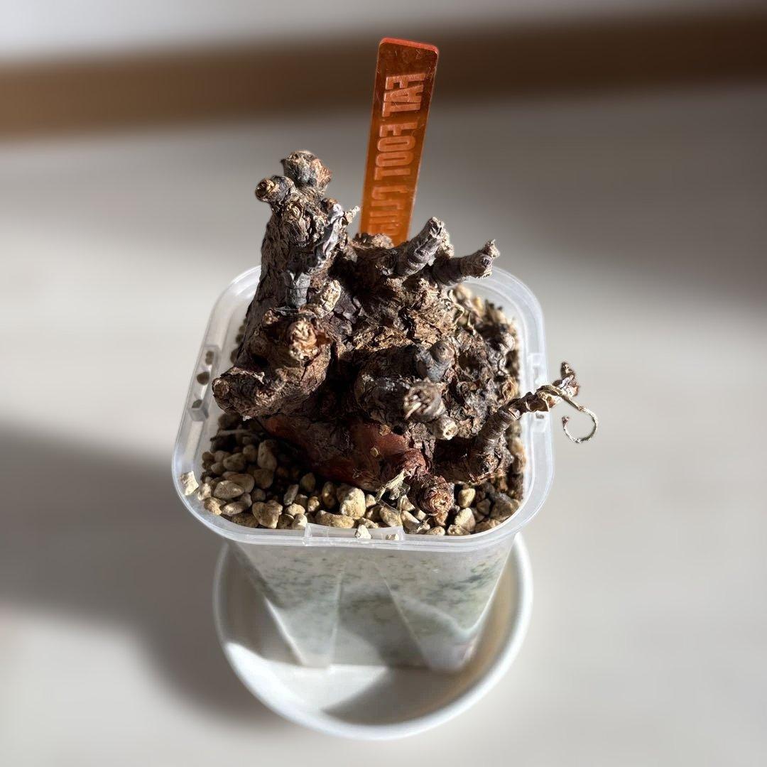 ケラリアピグマエア　ベアルート株