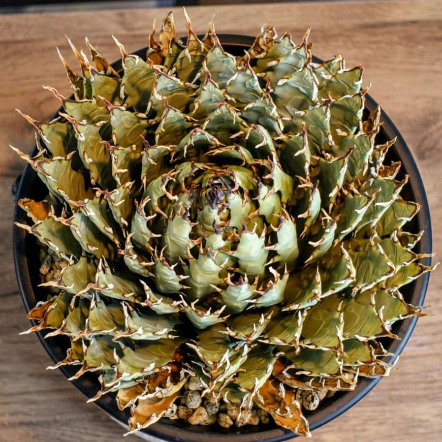 Y*Y様 【7号XXXLサイズ】発根屋史上最大・最高のエボリスピナ・発根済のド陽