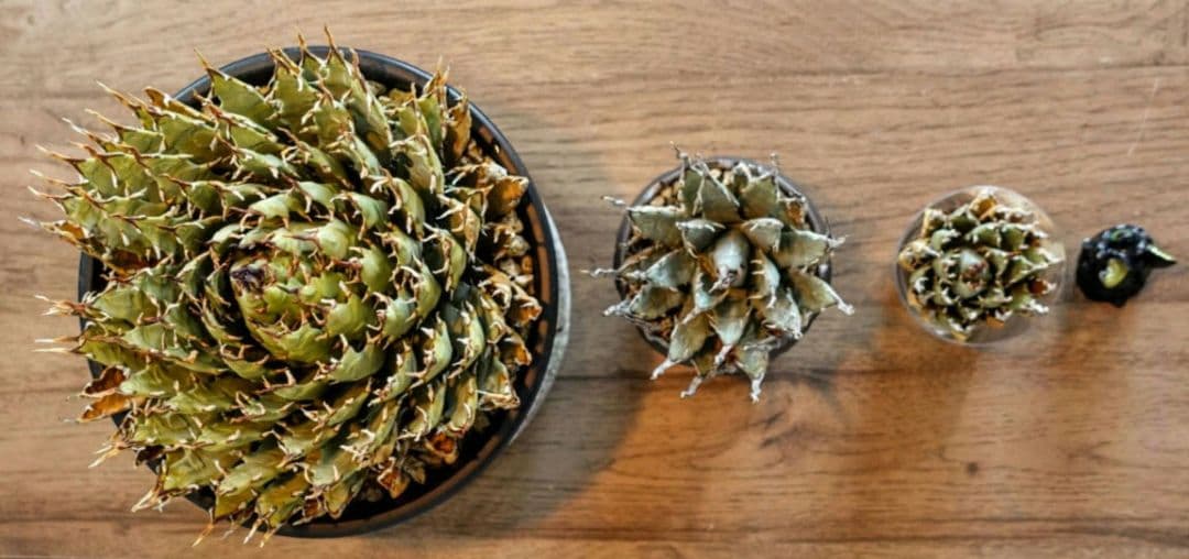 Y*Y様 【7号XXXLサイズ】発根屋史上最大・最高のエボリスピナ・発根済のド陽