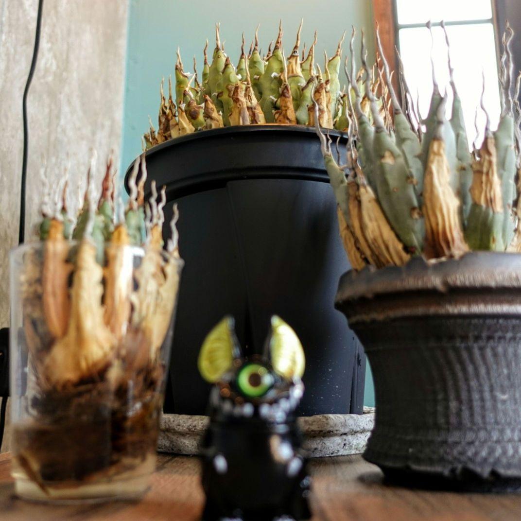 Y*Y様 【7号XXXLサイズ】発根屋史上最大・最高のエボリスピナ・発根済のド陽