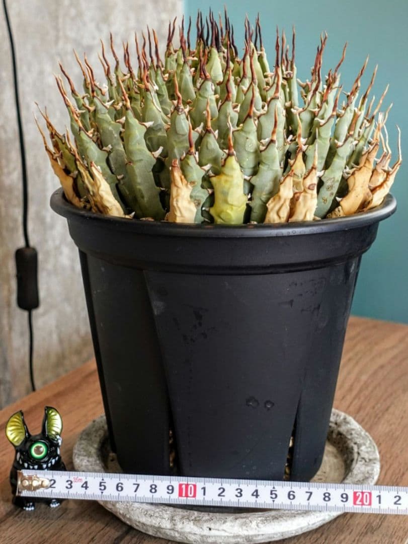 Y*Y様 【7号XXXLサイズ】発根屋史上最大・最高のエボリスピナ・発根済のド陽