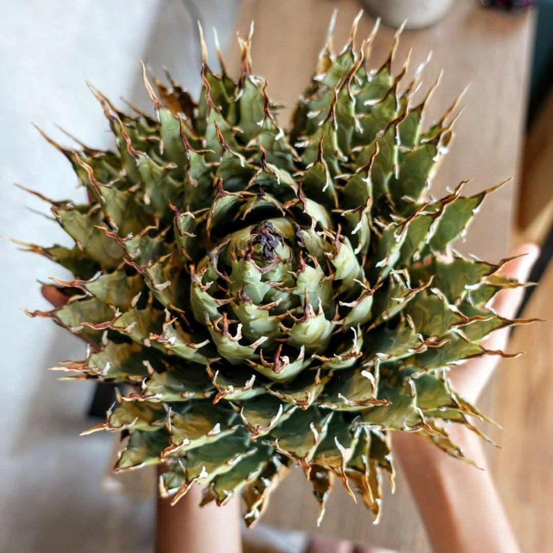 Y*Y様 【7号XXXLサイズ】発根屋史上最大・最高のエボリスピナ・発根済のド陽