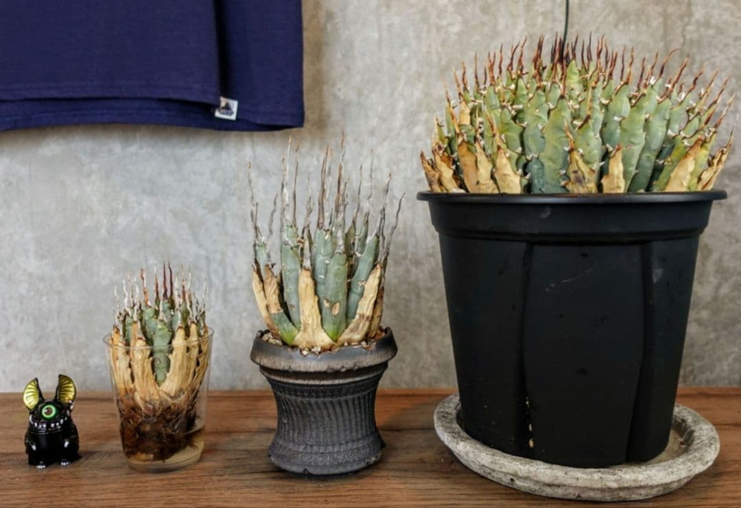 Y*Y様 【7号XXXLサイズ】発根屋史上最大・最高のエボリスピナ・発根済のド陽