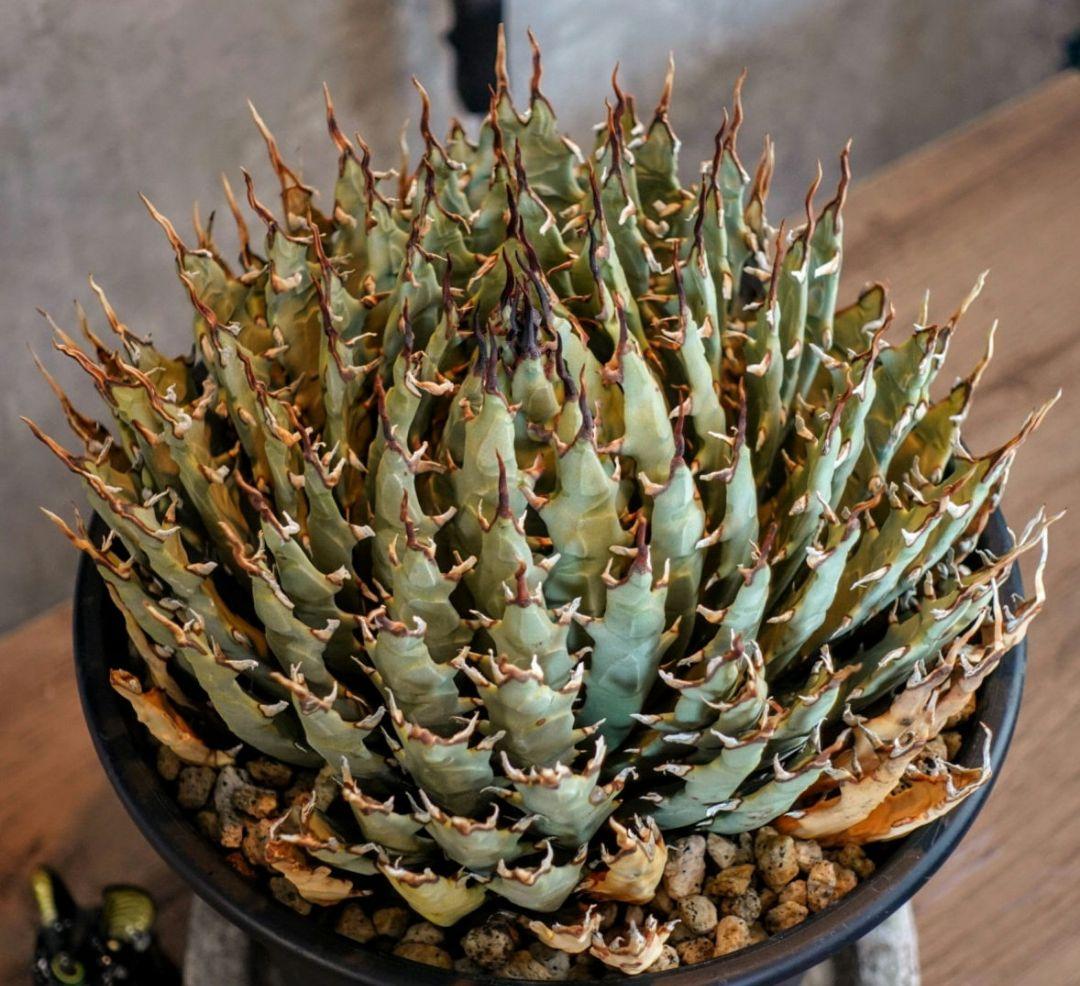 Y*Y様 【7号XXXLサイズ】発根屋史上最大・最高のエボリスピナ・発根済のド陽