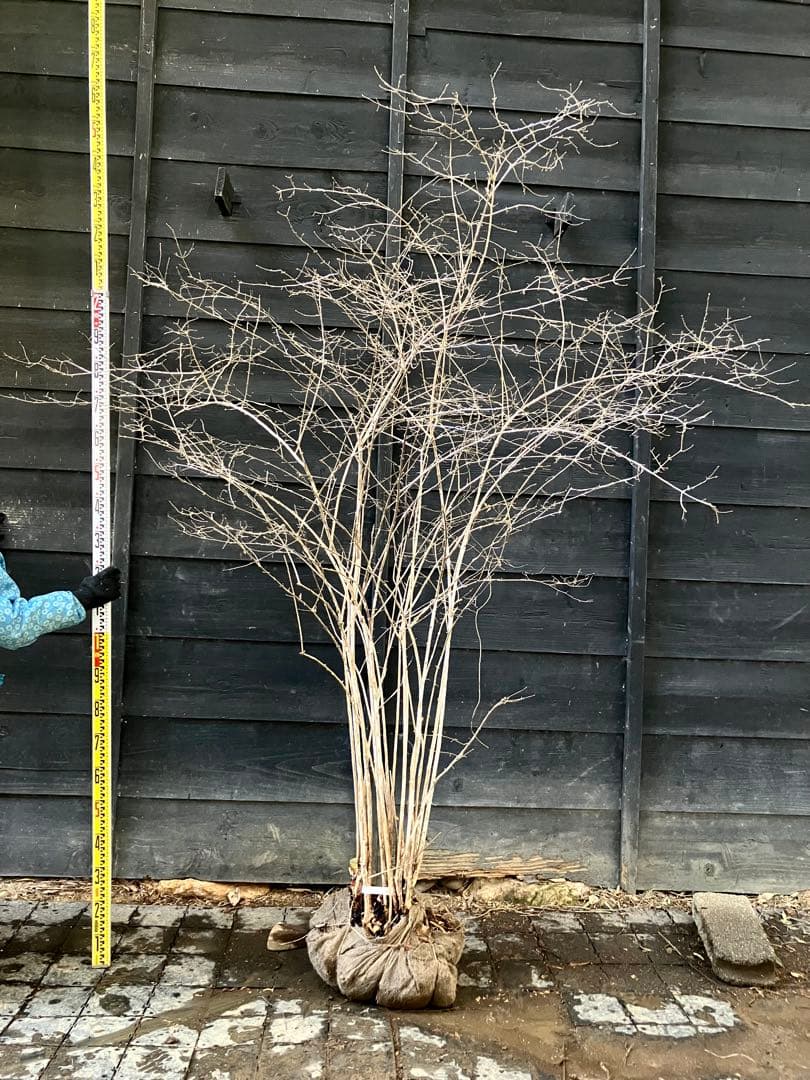 20 山採り　ウグイスカグラ