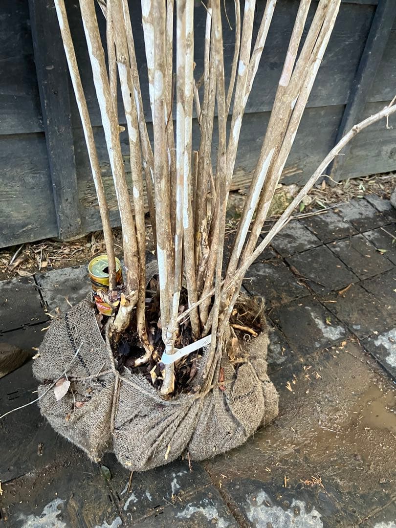 20 山採り　ウグイスカグラ