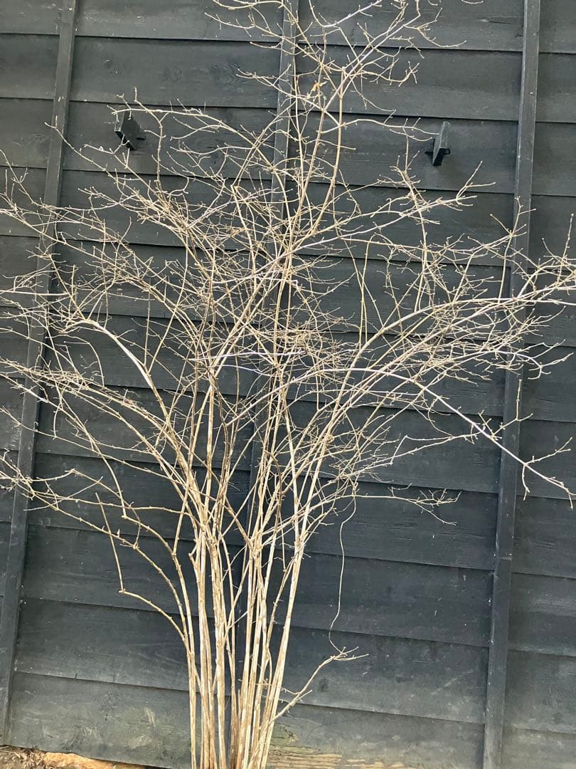 20 山採り　ウグイスカグラ