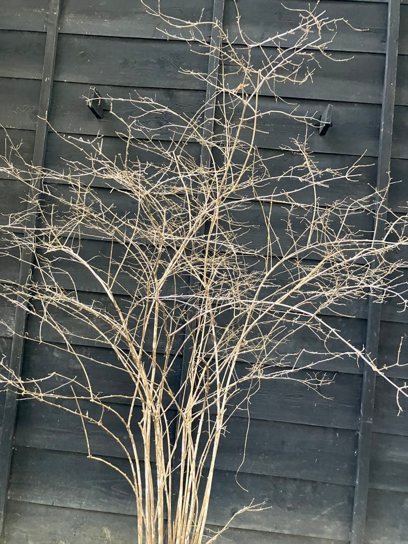 20 山採り　ウグイスカグラ