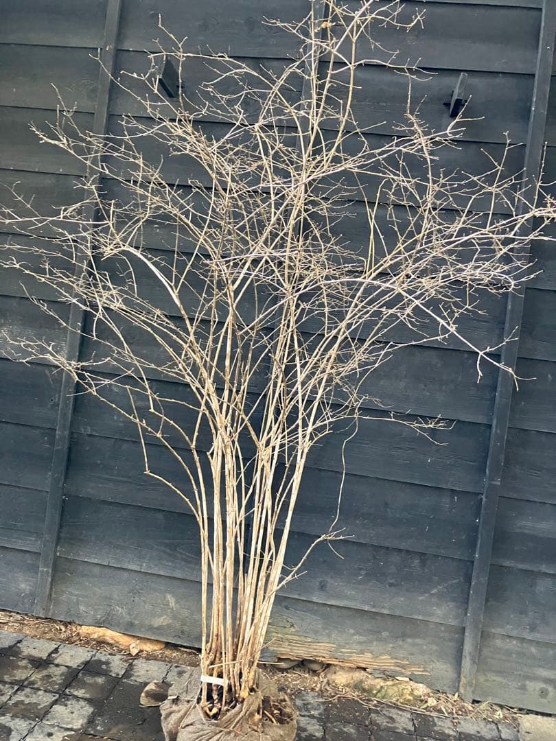 20 山採り　ウグイスカグラ