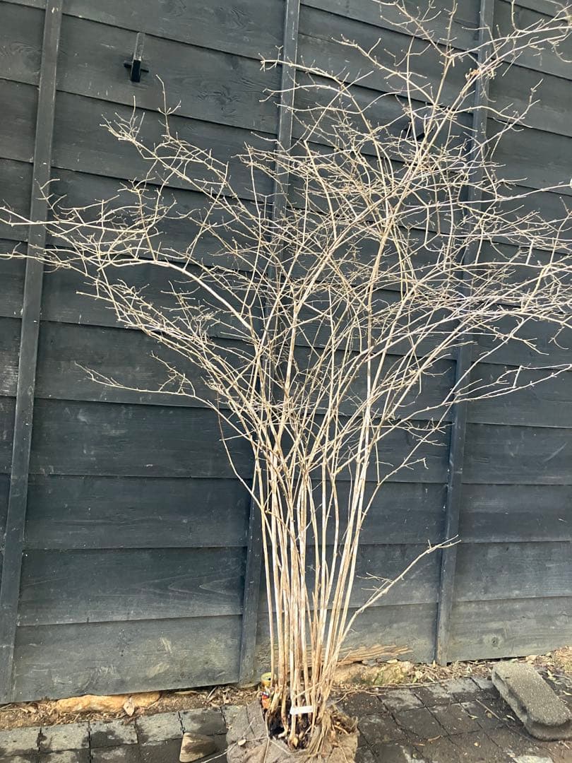 20 山採り　ウグイスカグラ