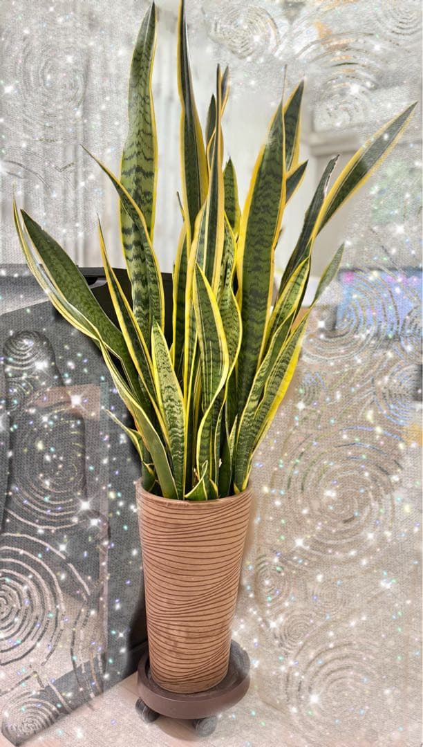 サンスベリア　引き取り限定