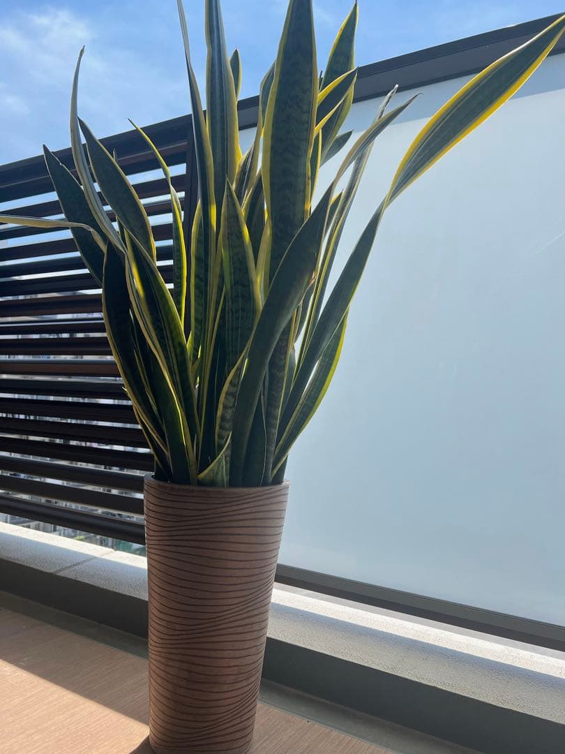 サンスベリア　引き取り限定