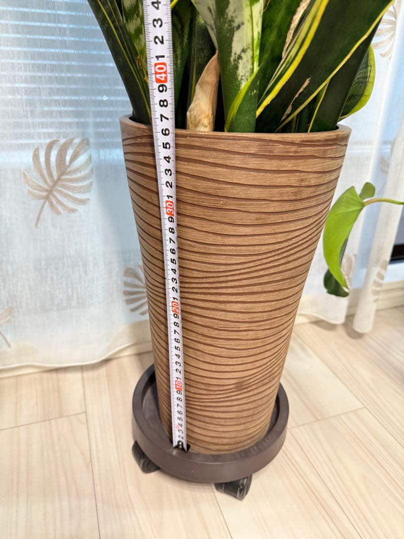 サンスベリア　引き取り限定