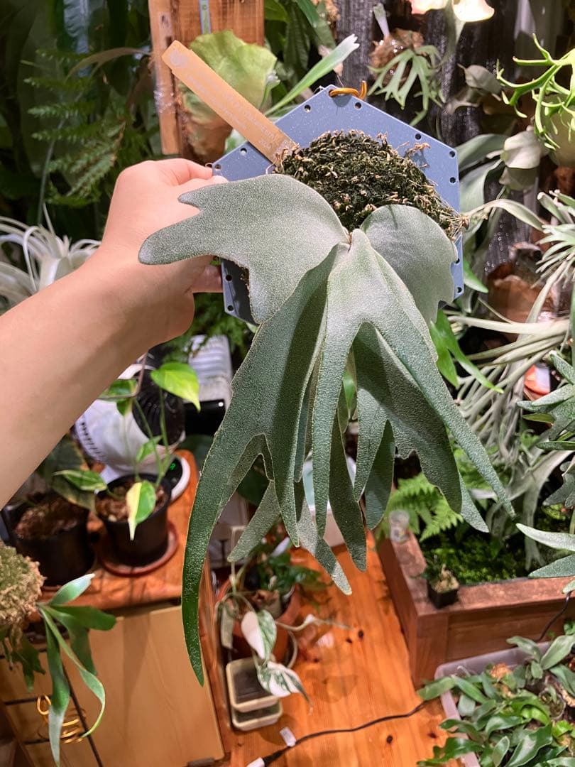 ビカクシダ　willinckii TFN#1