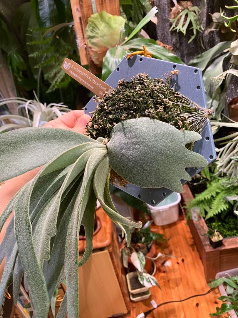 ビカクシダ　willinckii TFN#1