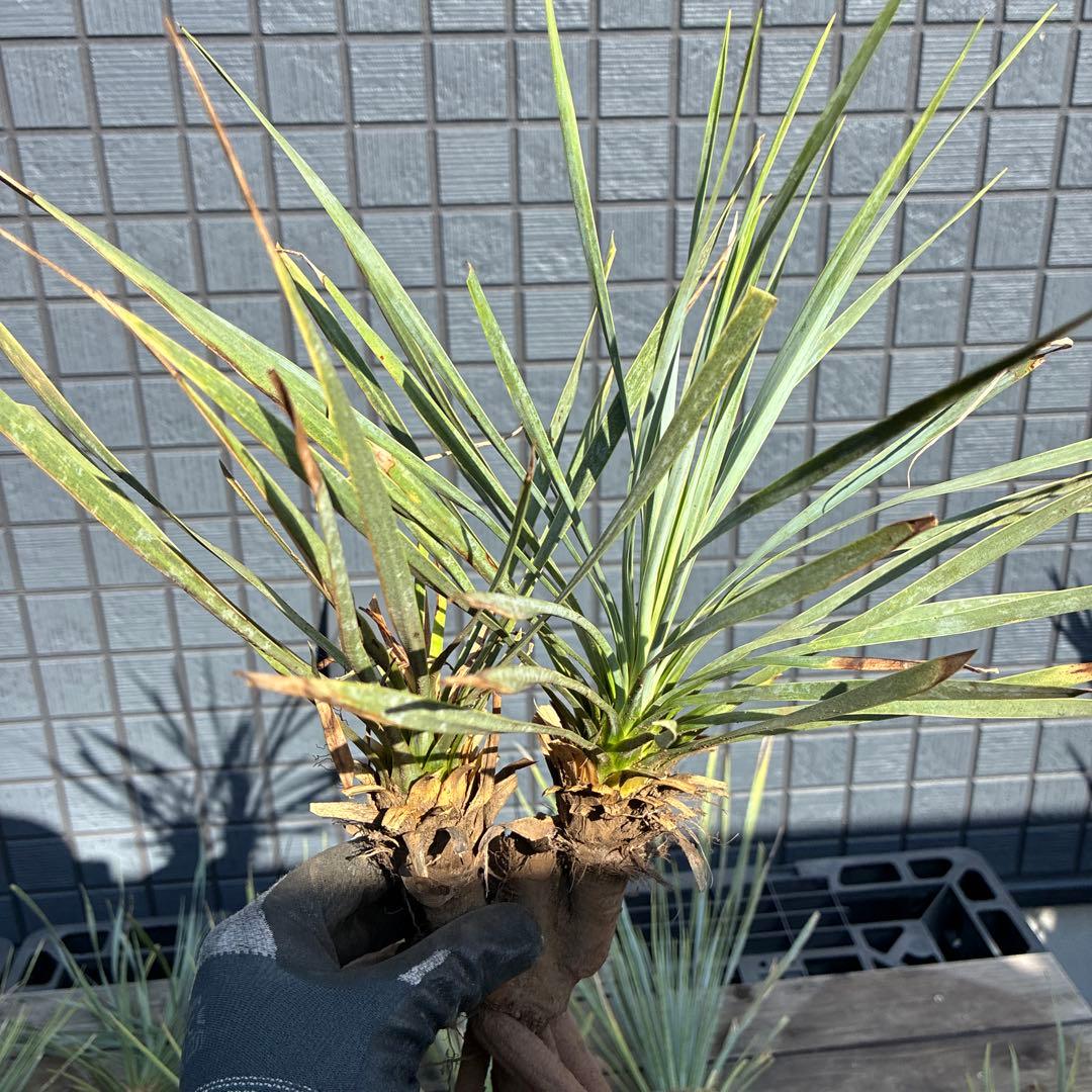 あ*り様 訳アリ　ユッカロストラータ　約16株