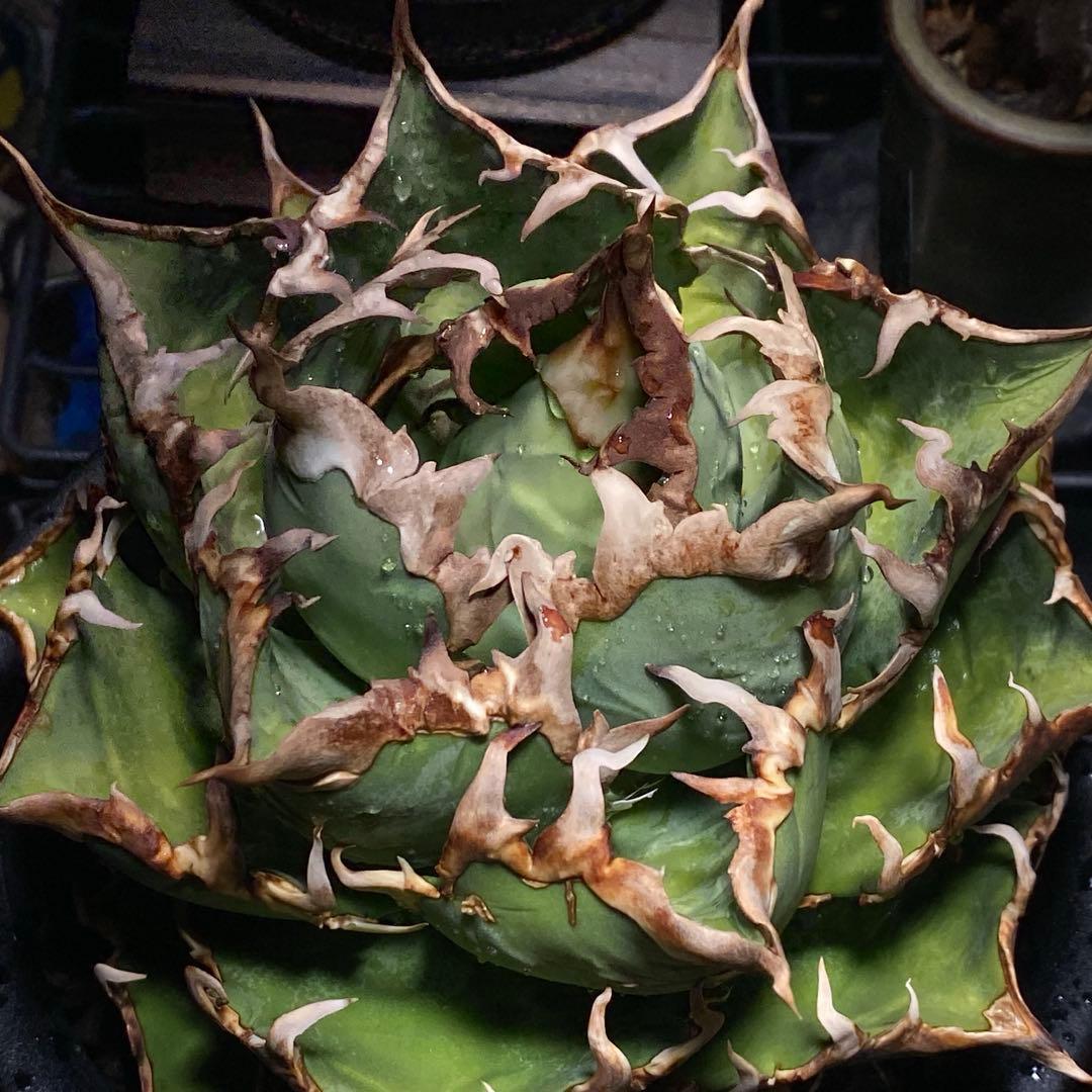 アガベ　オアハカ　US (オアハカ　オテロイ　実生