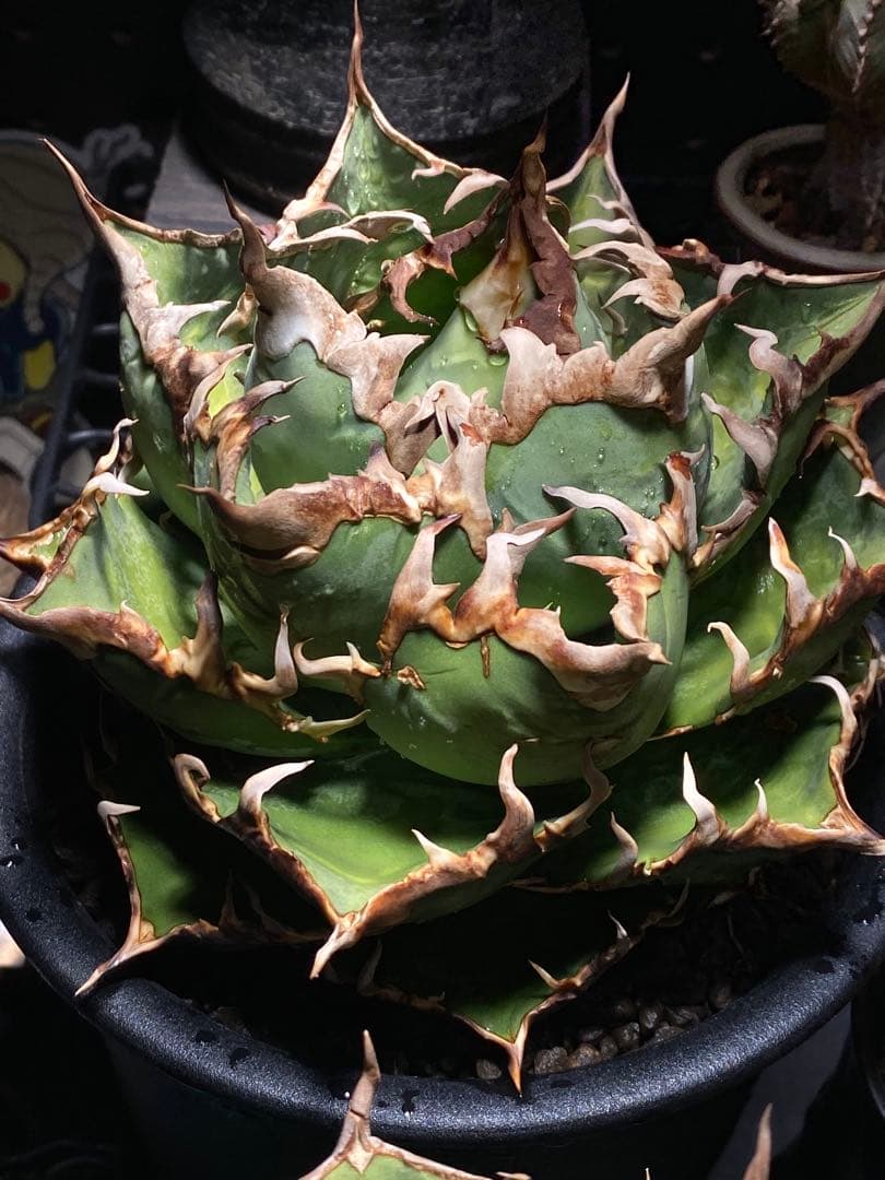 アガベ　オアハカ　US (オアハカ　オテロイ　実生