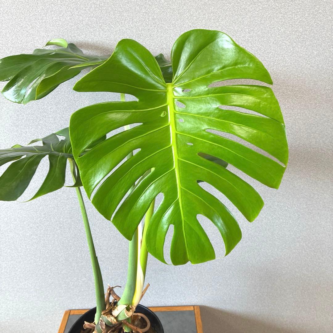 希少❗️幹立❗️モンステラ　デリシオーサ✨