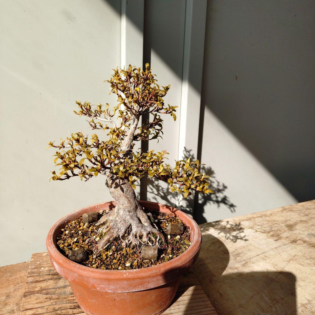 皐月盆栽　日光　高20cm