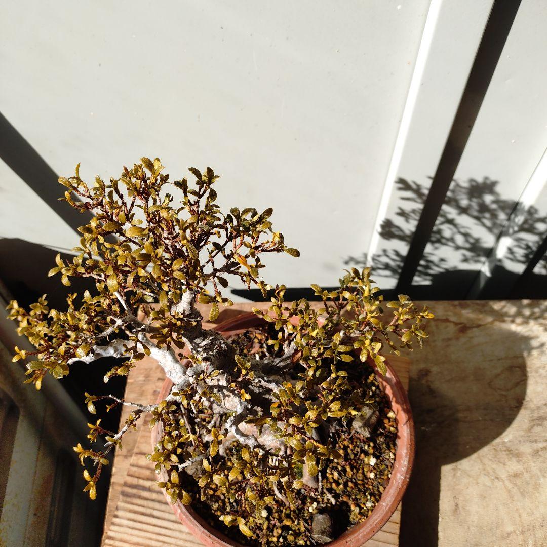 皐月盆栽　日光　高20cm