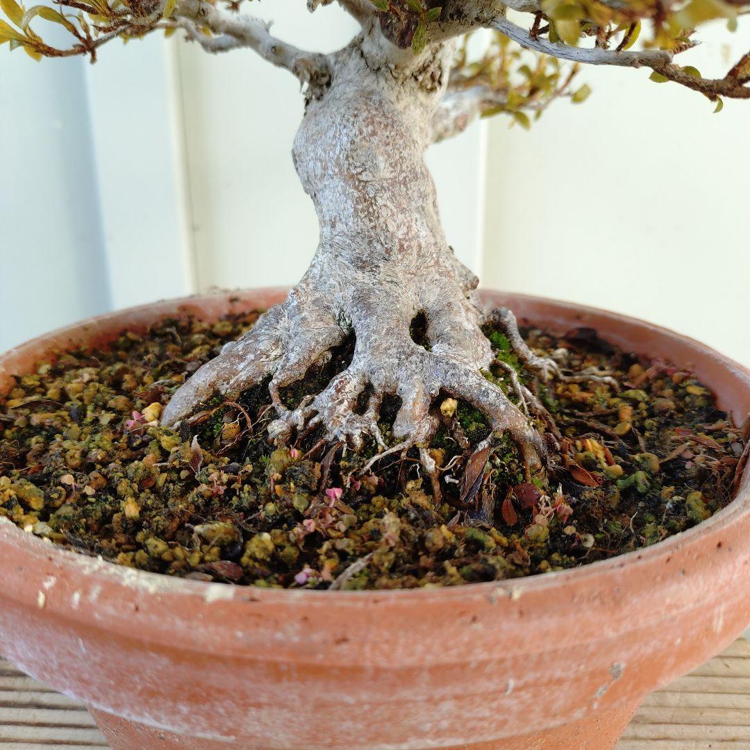 皐月盆栽　日光　高20cm
