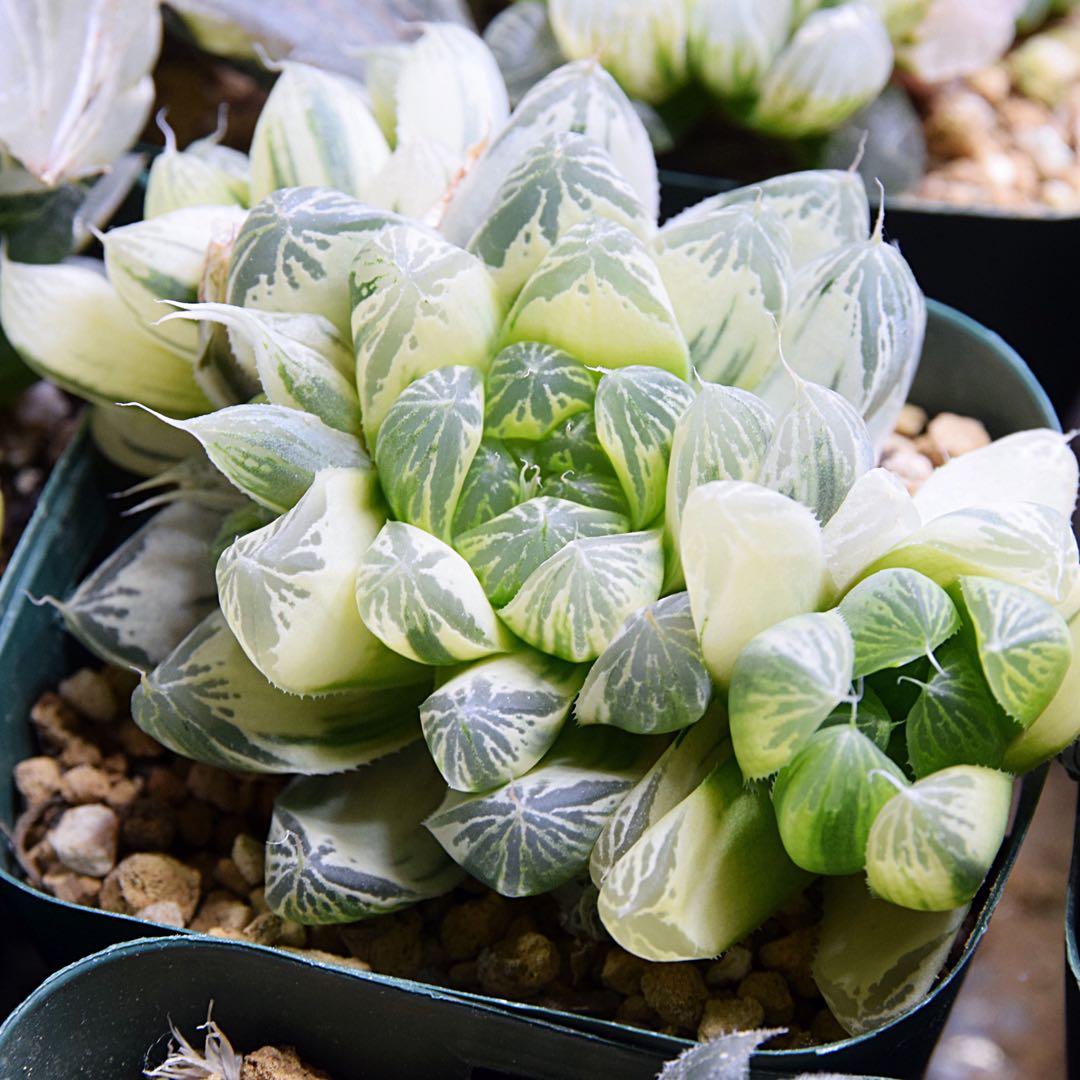 ハオルチア 白銀の露 極上斑