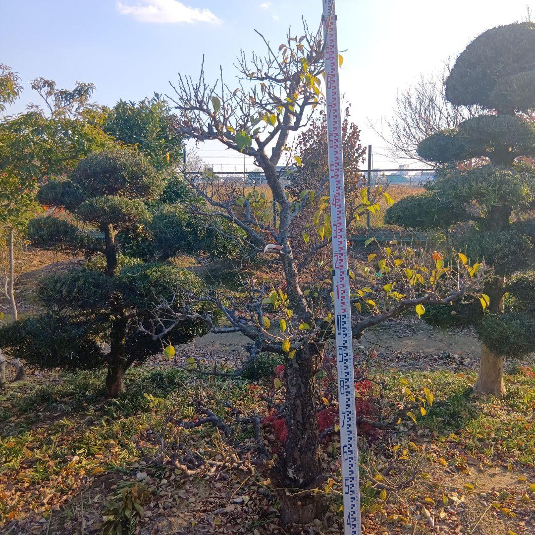 梅（白梅）庭木