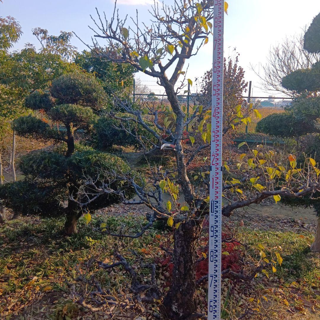 梅（白梅）庭木