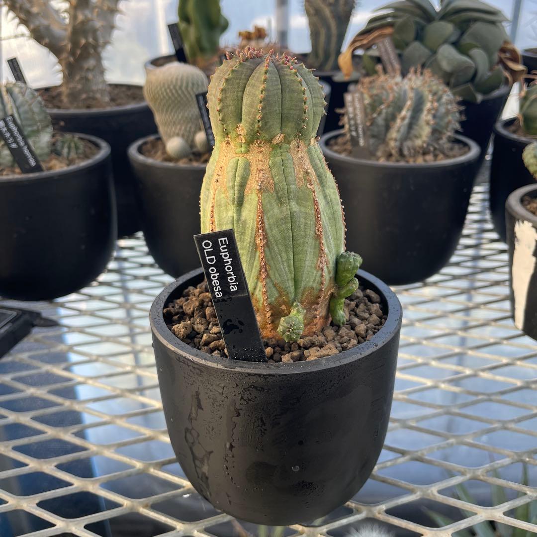 ユーフォルビア オベサ オールド モンスト 3~3.5号プラ鉢