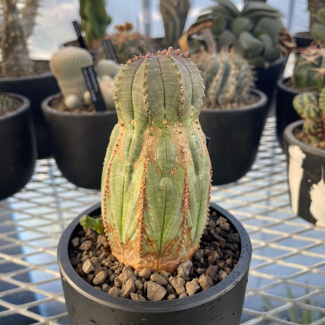 ユーフォルビア オベサ オールド モンスト 3~3.5号プラ鉢