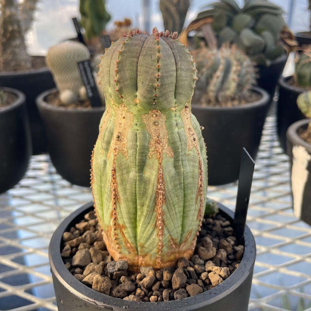 ユーフォルビア オベサ オールド モンスト 3~3.5号プラ鉢