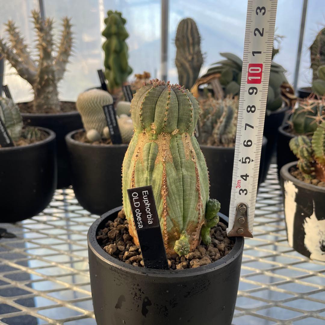 ユーフォルビア オベサ オールド モンスト 3~3.5号プラ鉢