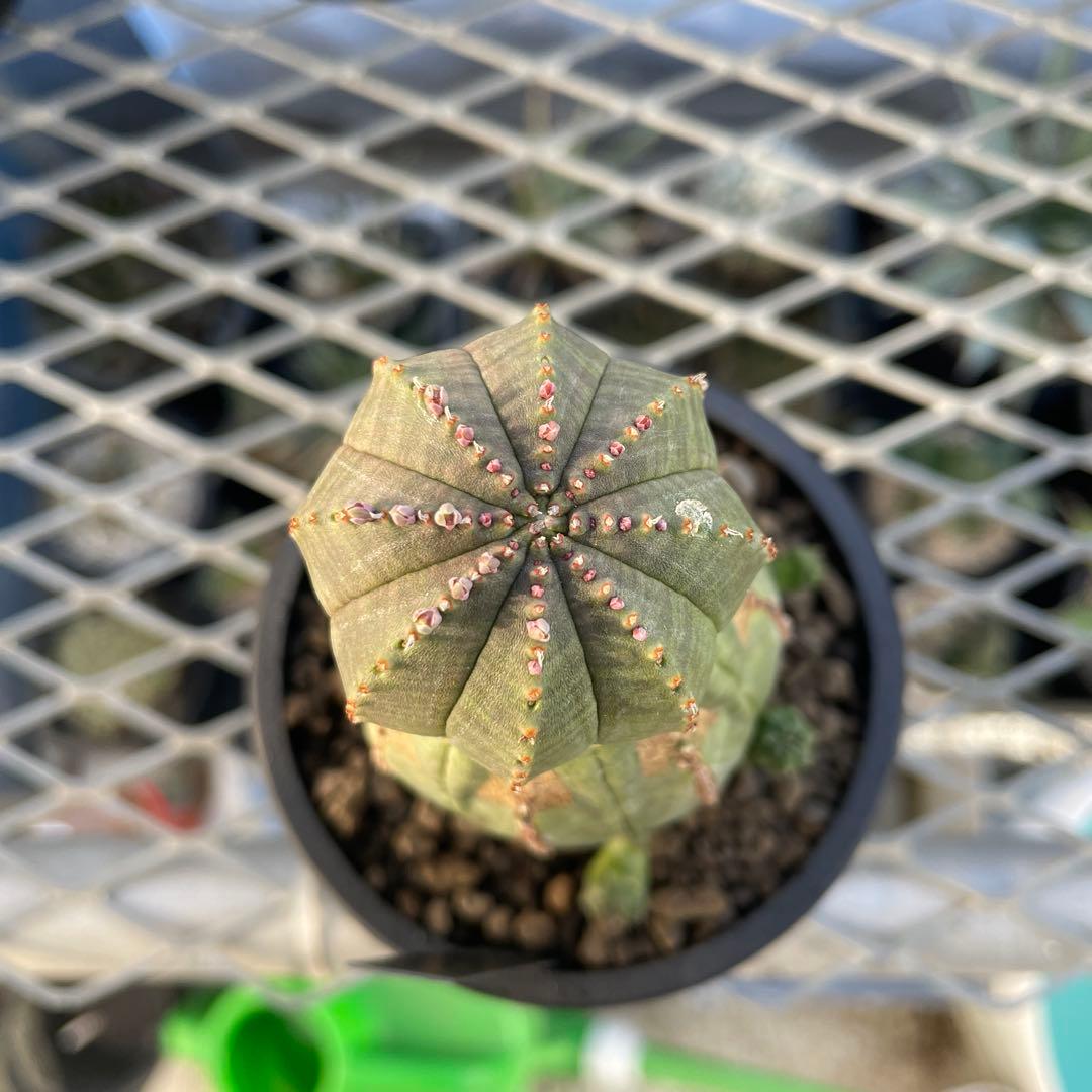 ユーフォルビア オベサ オールド モンスト 3~3.5号プラ鉢