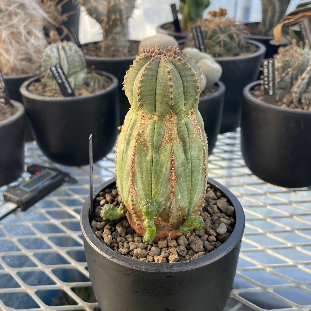 ユーフォルビア オベサ オールド モンスト 3~3.5号プラ鉢