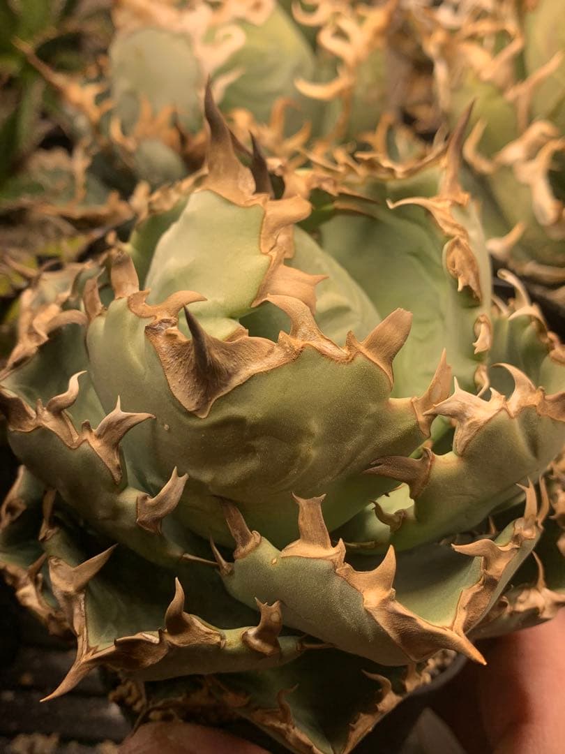 アガベ　翼竜　チタノタ　オテロイ　コレクション株　プテラノドン