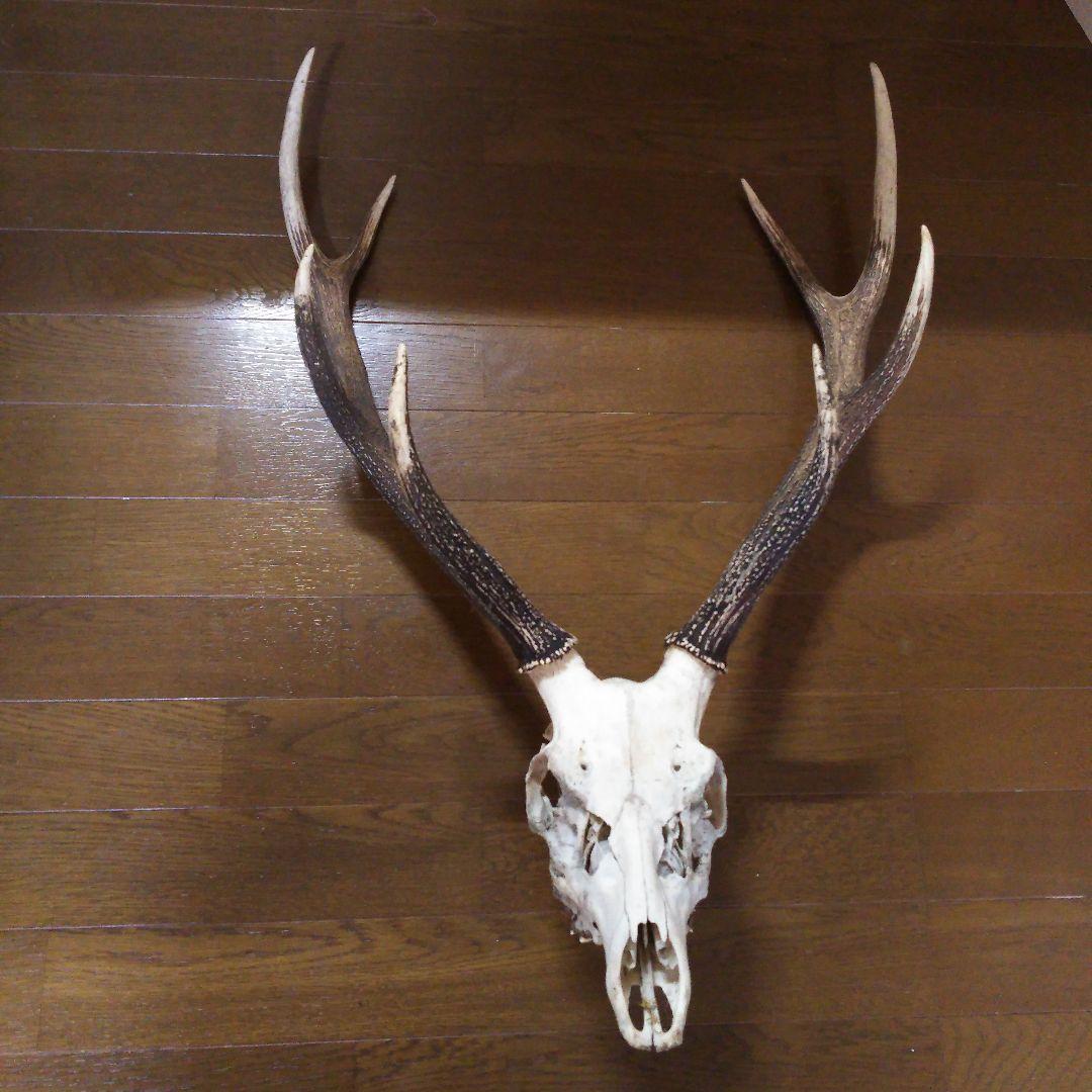 鹿の角　頭部