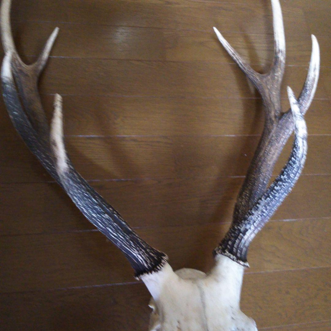 鹿の角　頭部