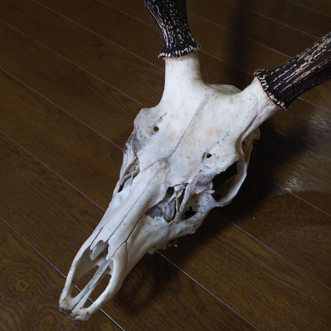 鹿の角　頭部