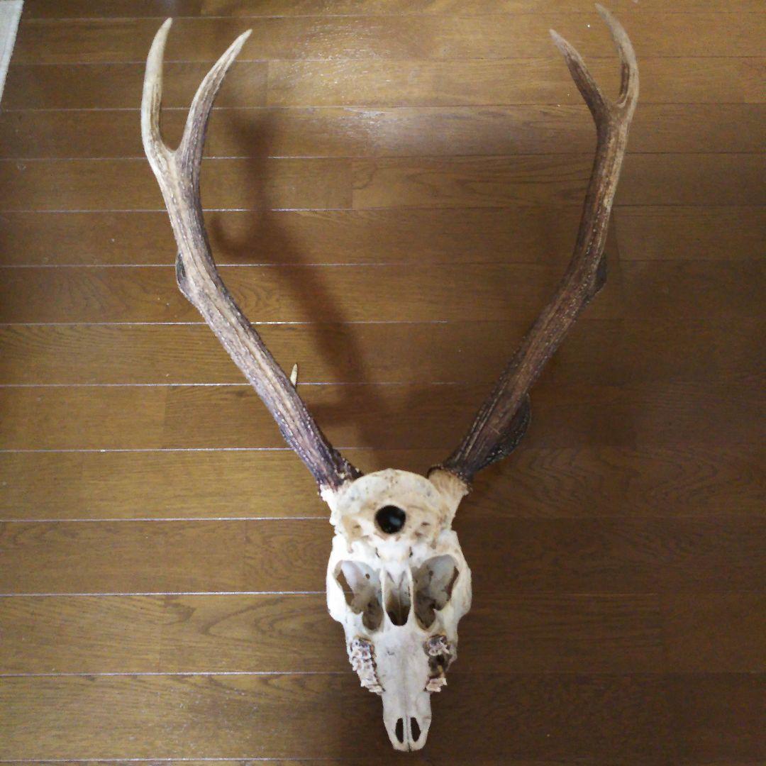 鹿の角　頭部