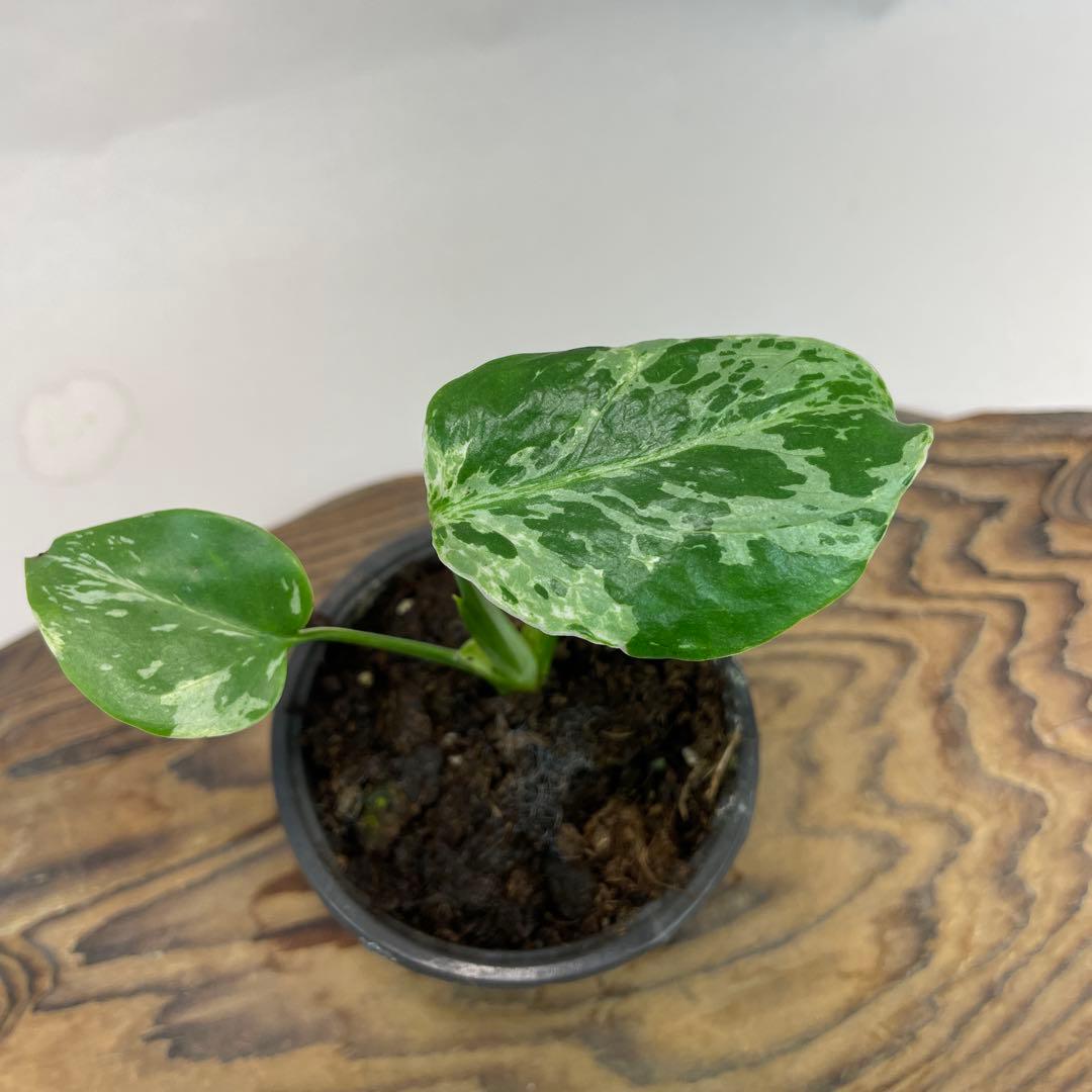 a22品種保証！斑入り保証！Bulbasaurモンステラ バルバソー フシギダネ