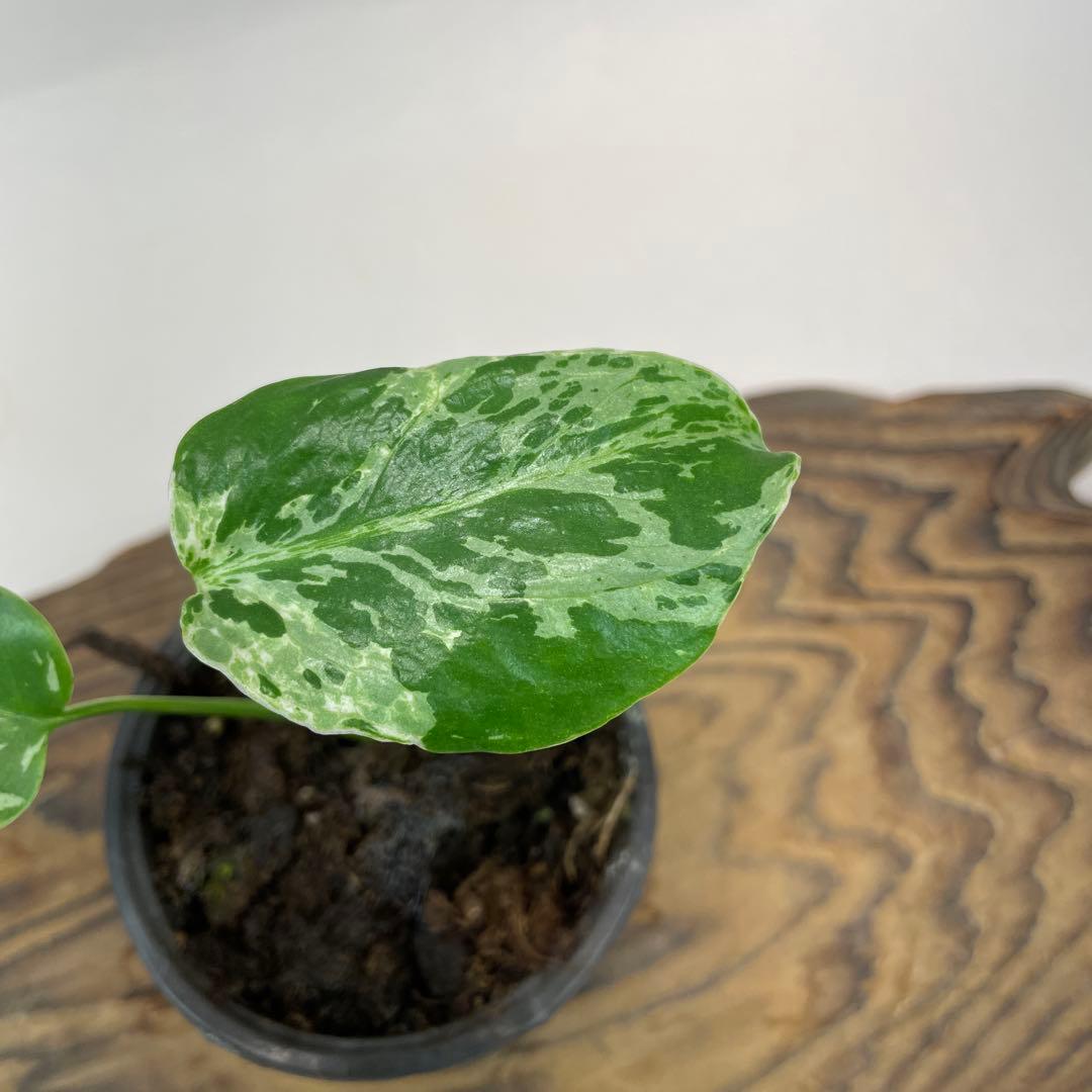 a22品種保証！斑入り保証！Bulbasaurモンステラ バルバソー フシギダネ