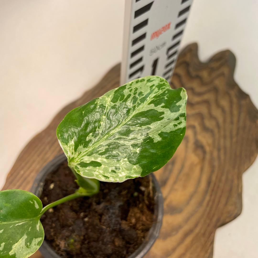 a22品種保証！斑入り保証！Bulbasaurモンステラ バルバソー フシギダネ