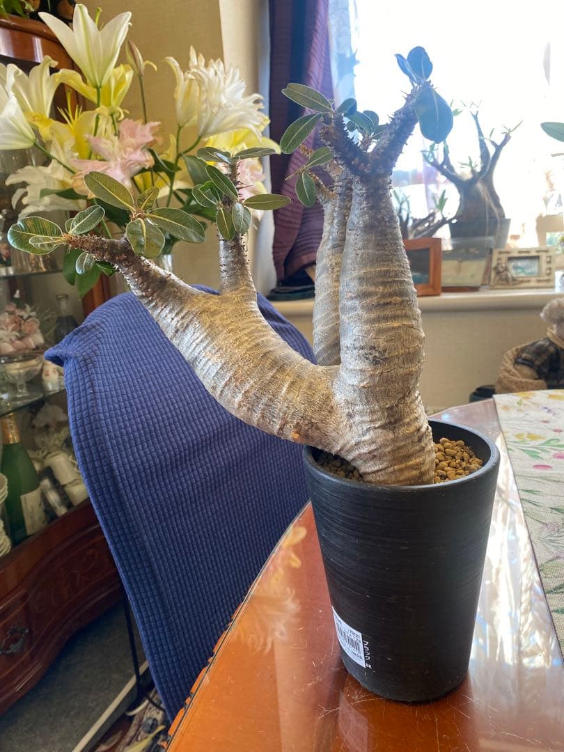 希少マカイエンセ多頭 太くてデカイ現地球 魔界球