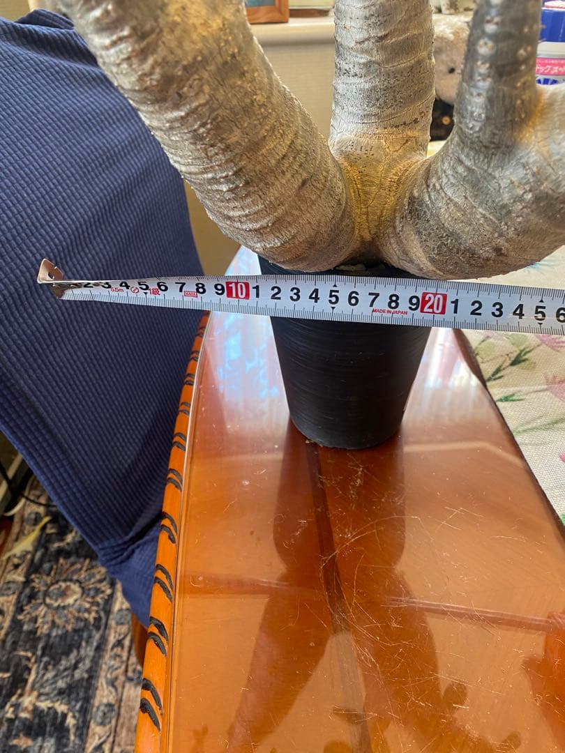 希少マカイエンセ多頭 太くてデカイ現地球 魔界球