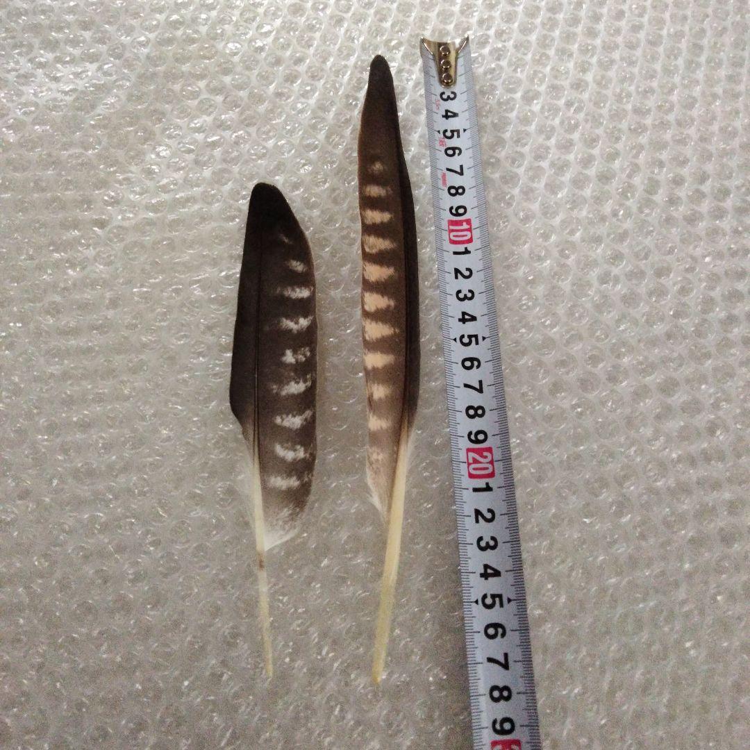 ・隼　ハヤブサの羽根　(羽根ほうき作りの素材）・貴重!