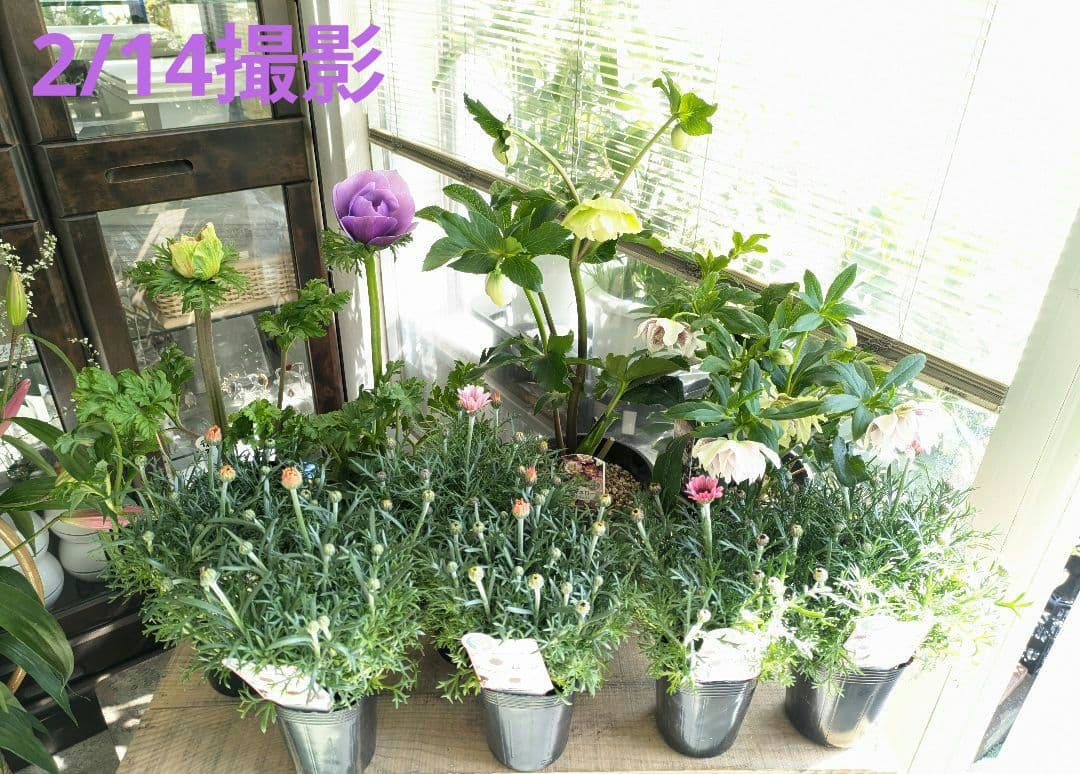 ♡べーしーる様♡