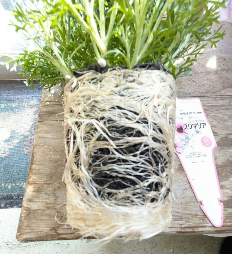 ♡べーしーる様♡