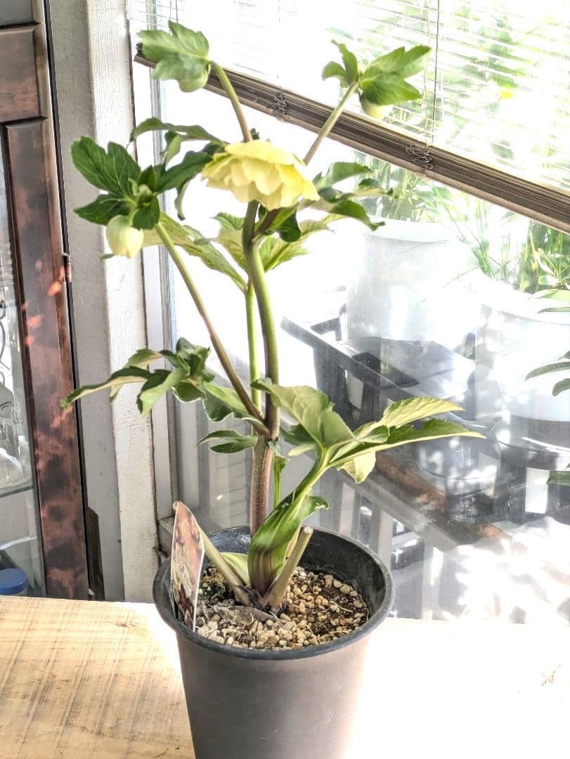 ♡べーしーる様♡